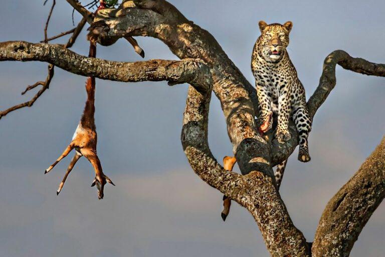 leopard in the tree with its prey