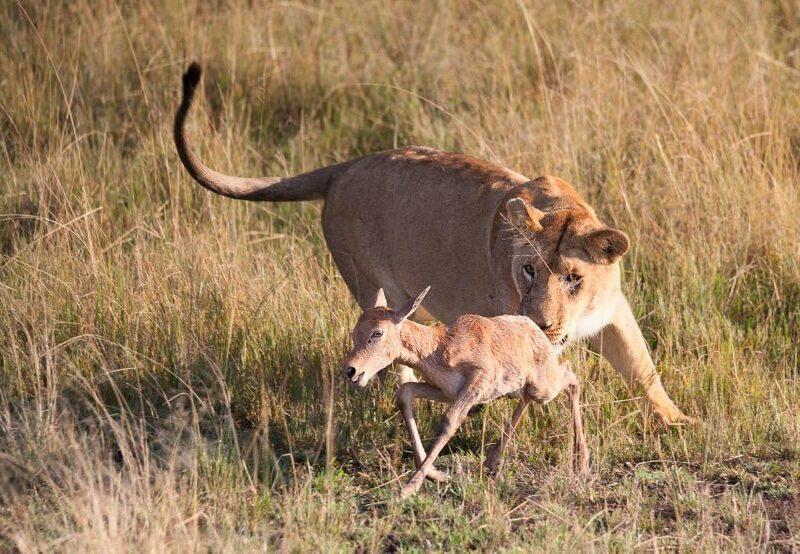 lioness hunting a young antelope