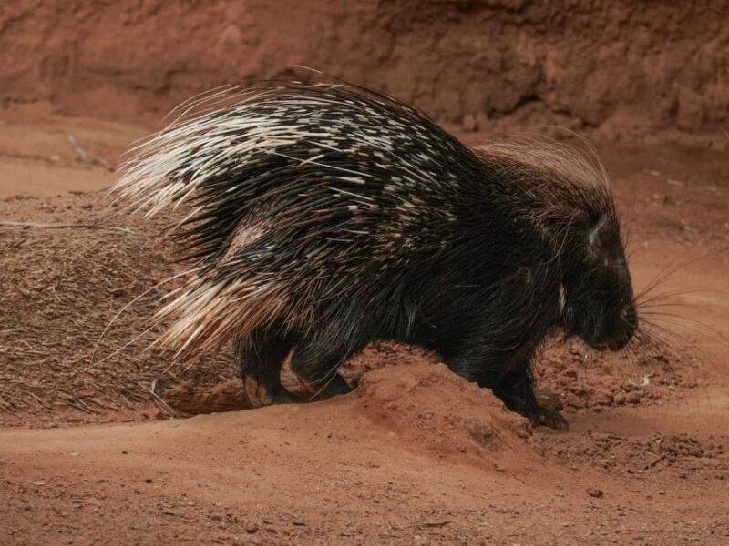 porcupine