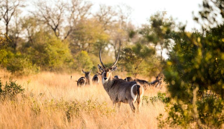 Male Waterbuck