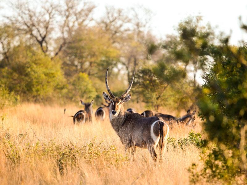 Male Waterbuck