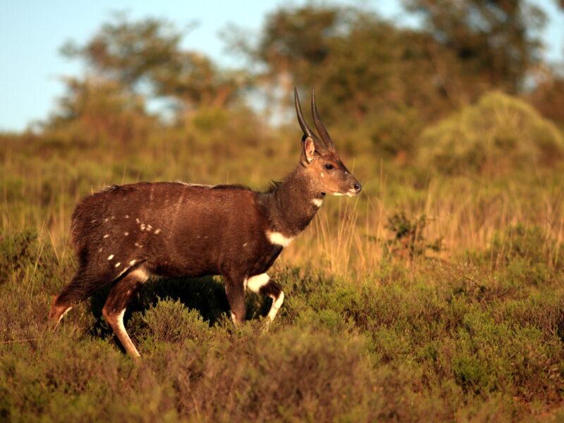 Large Bushbuck