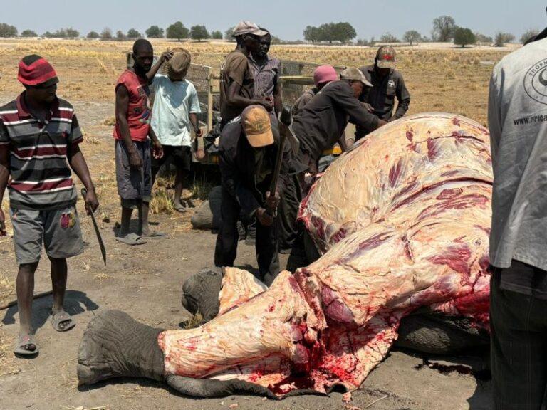 An elephant being processed to distribute to local communities