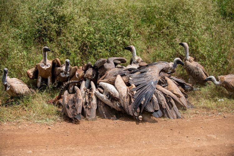 vultures feeding
