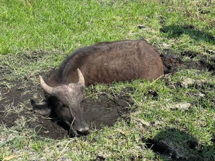 young buffalo stuck in the mud.