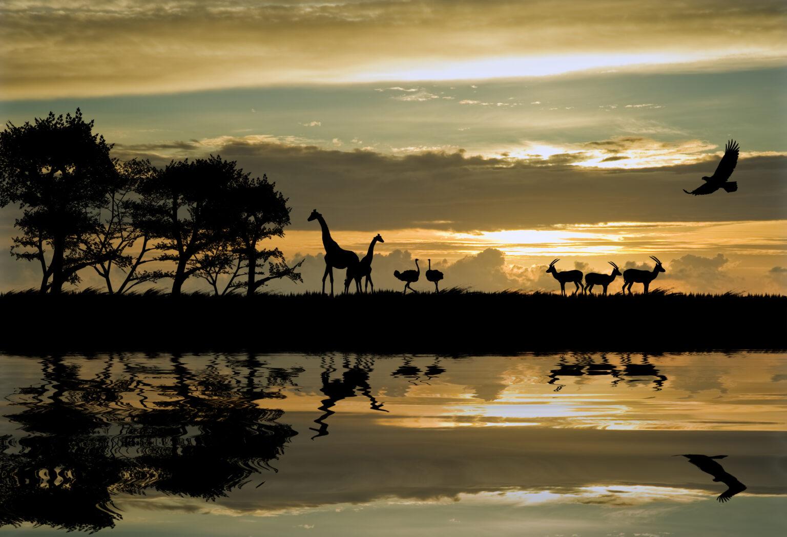 Why Consider A Hunting Safari in Africa?