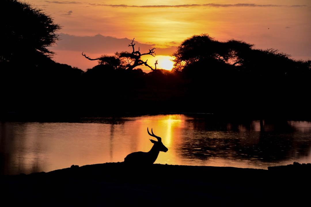 African Hunting Safari Adventures: Book With Expert Brokers At Gamehuntingsafaris.com