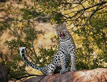 When Do Leopards Hunt? Insights For Game Hunting Safaris Enthusiasts In Africa