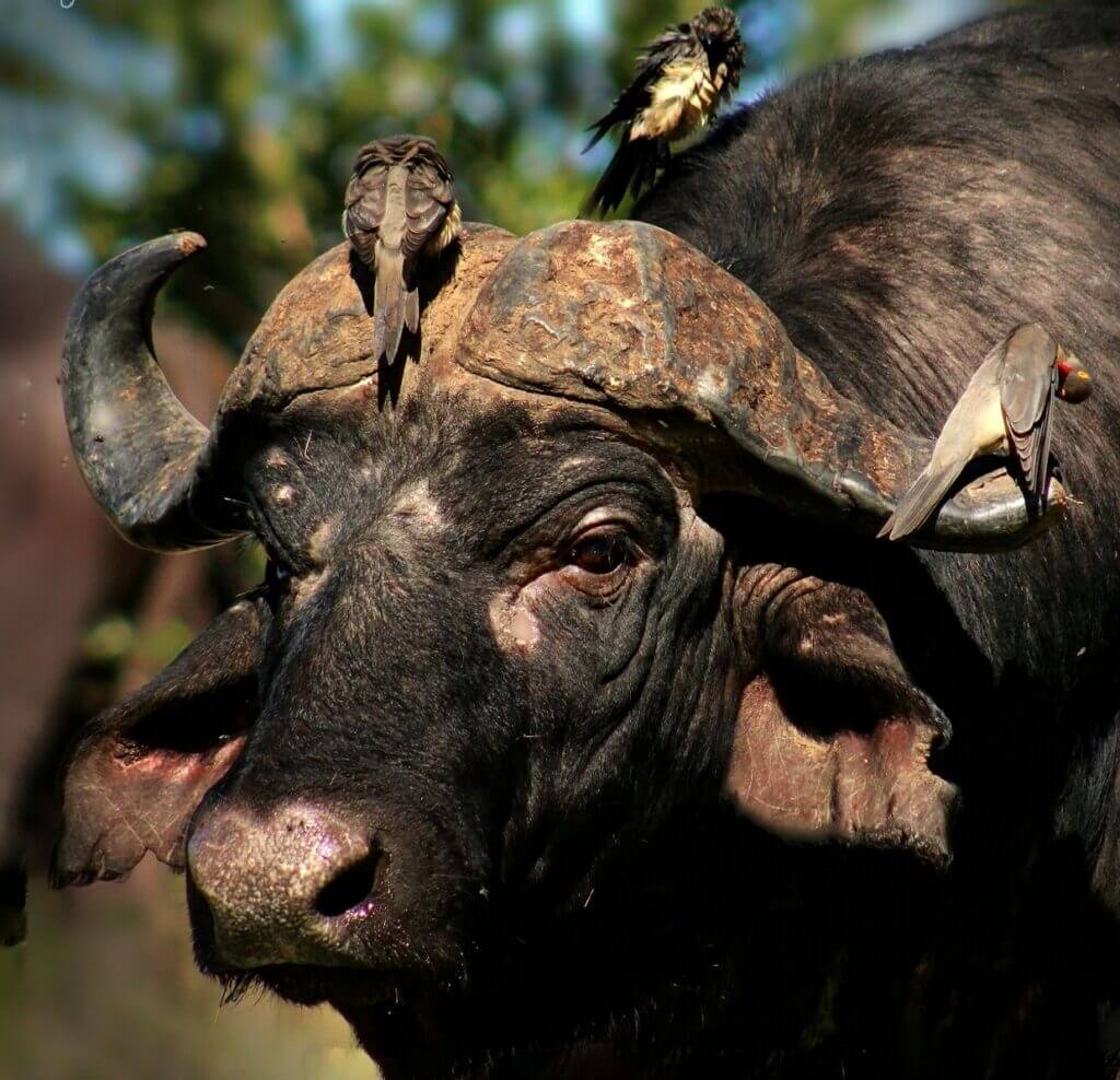 Birds sitting on Buffalo Horns