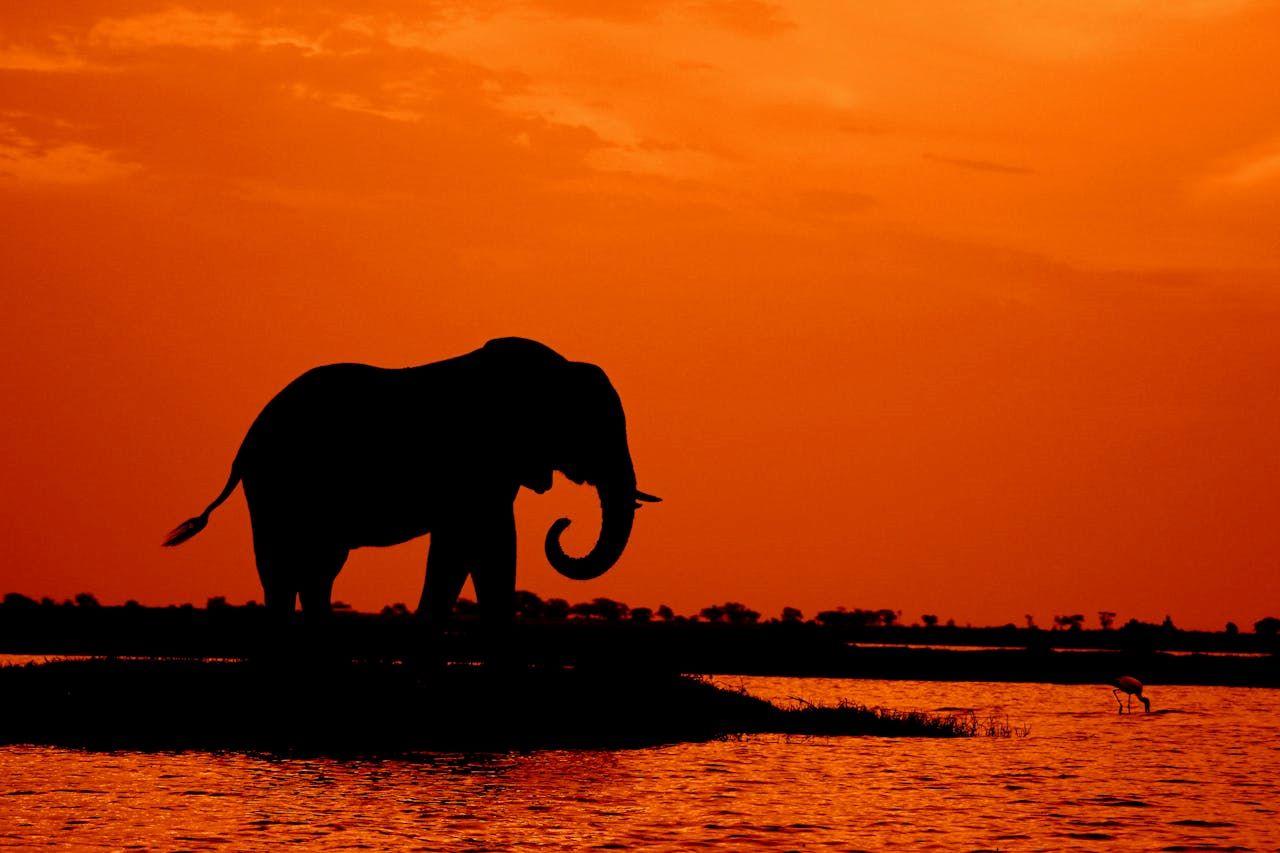 Understanding What Is The Big Game Hunt In South Africa: A Guide For Enthusiasts