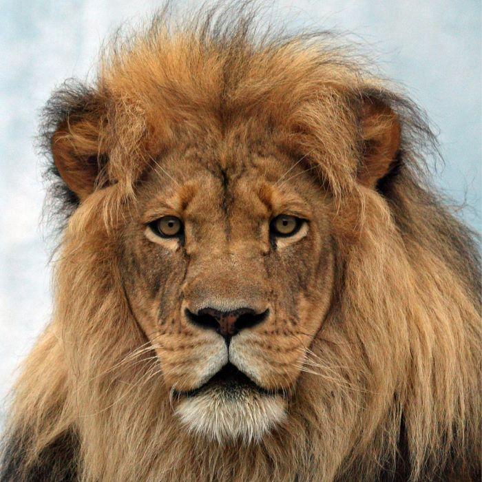 Understanding Why Lion Hunting Is Legal In South Africa and Its Impact On Conservation