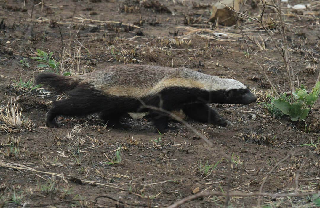 The Challenge Of Honey Badger Hunting On A Night Hunt