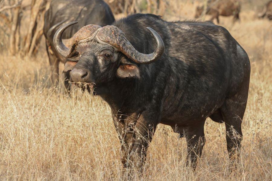 Where Is the Best Place To Hunt Cape Buffalo? Top Destinations For Game Hunting Safaris