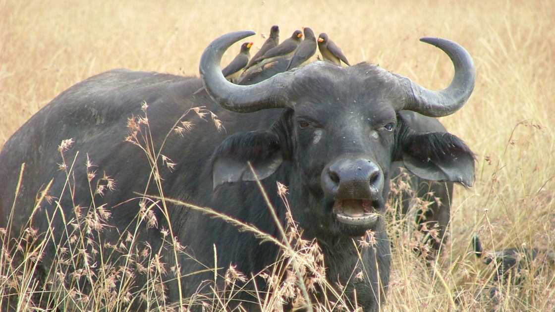 African Buffalo Hunting Across Top Destinations