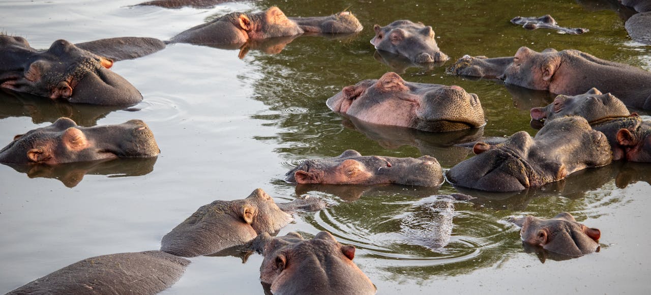 Hippo Hunts: Tips For An Exceptional Safari