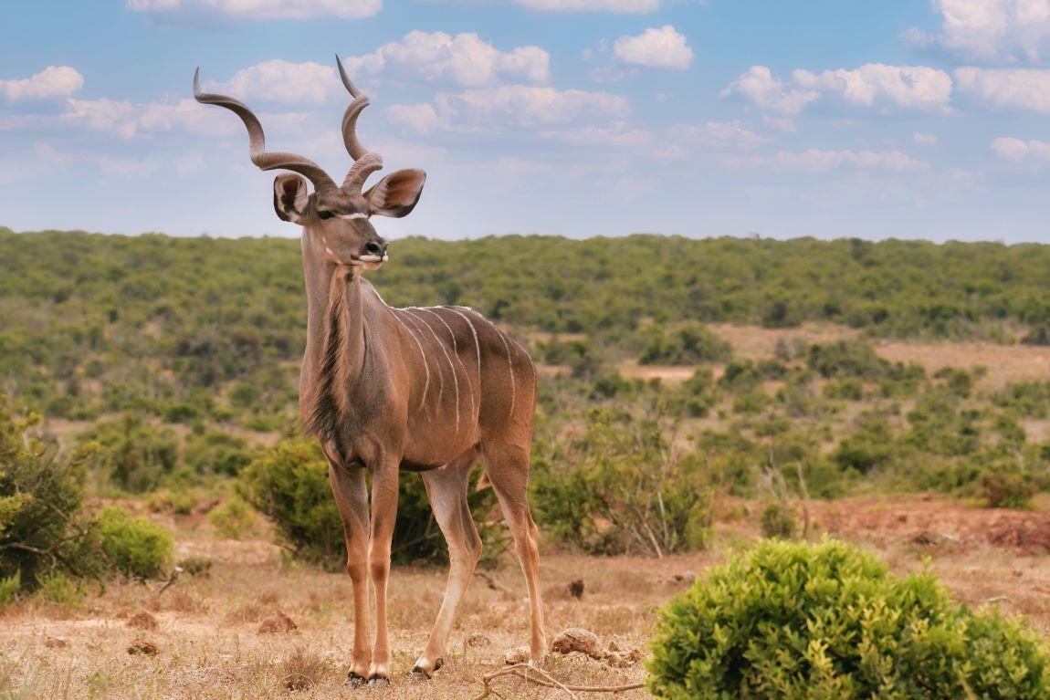 Kudu Hunting: Pursuing Africa’s Shy And Elusive Gray Ghost