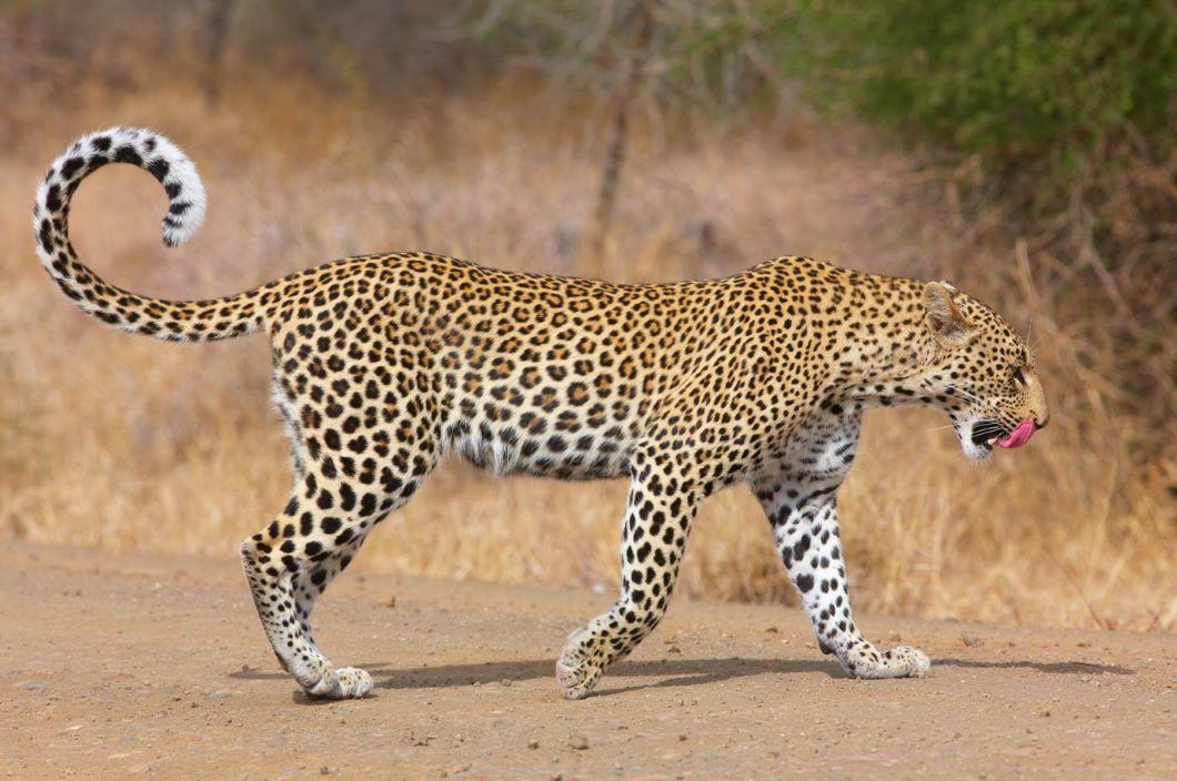 Skulking In The Shadows: Leopard Hunting Tales And More