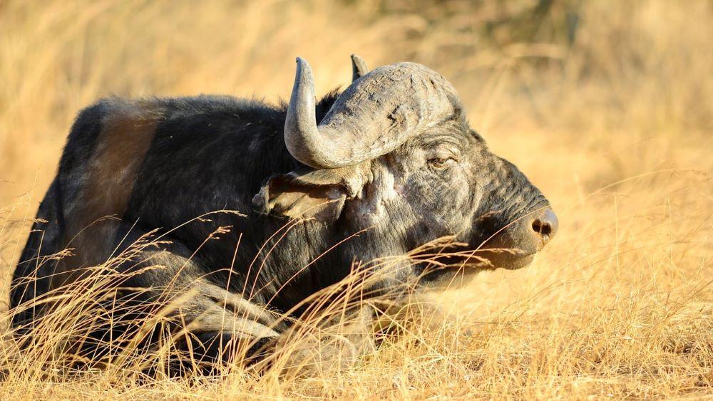 African Buffalo Hunts: Size Does Matter