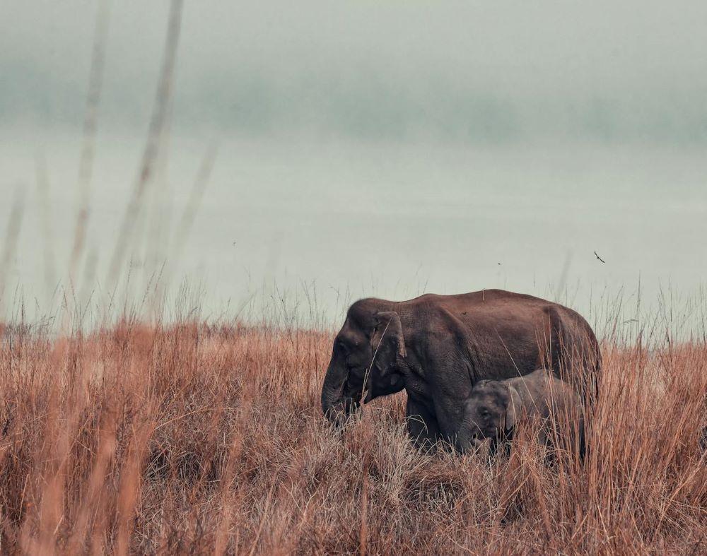 Tuskless Elephant Hunts In Africa: A Dangerous Adventure