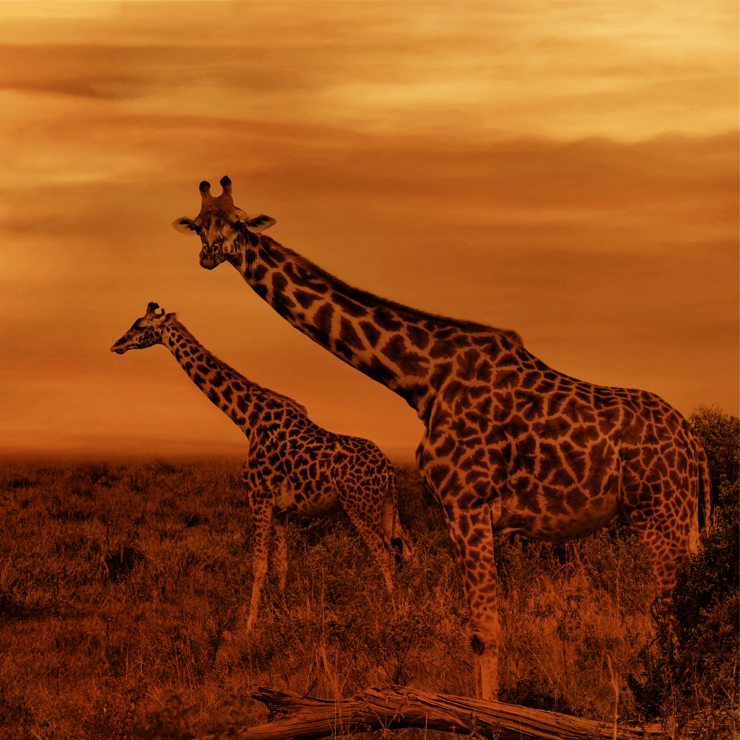 Top 5 African Game Species Every Texas Hunter Should Pursue