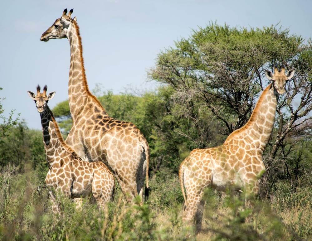 Hunting in South Africa: Giraffe Hunting in Thabazimbi, Limpopo