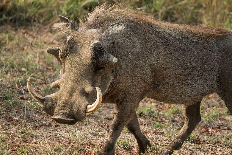 Warthog Hunting In South Africa: An Unforgettable Adventure