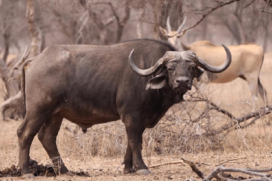 Cape Buffalo Hunts: How and Why SA Is Breeding Them Bigger