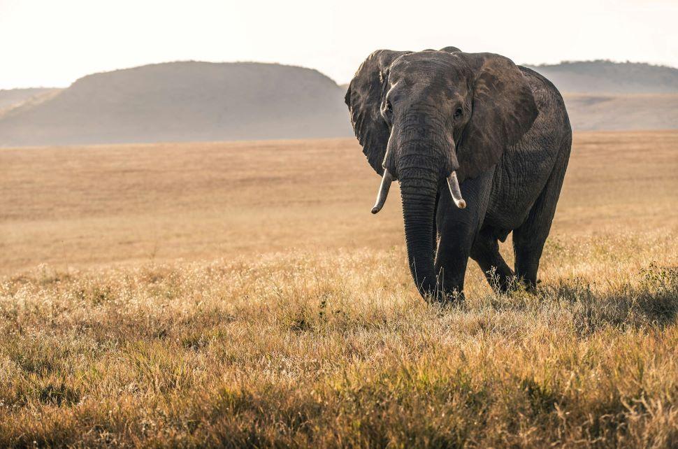 Elephant Hunting In Namibia: Are You Ready?