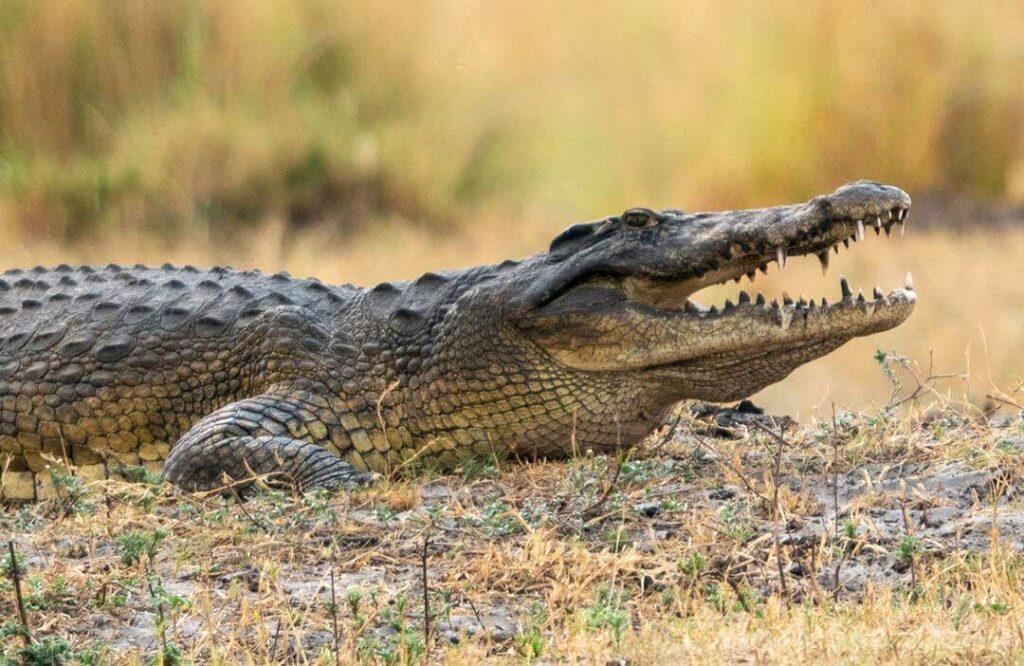 Crocodile Hunting In Africa: Prehistoric Killing Machines