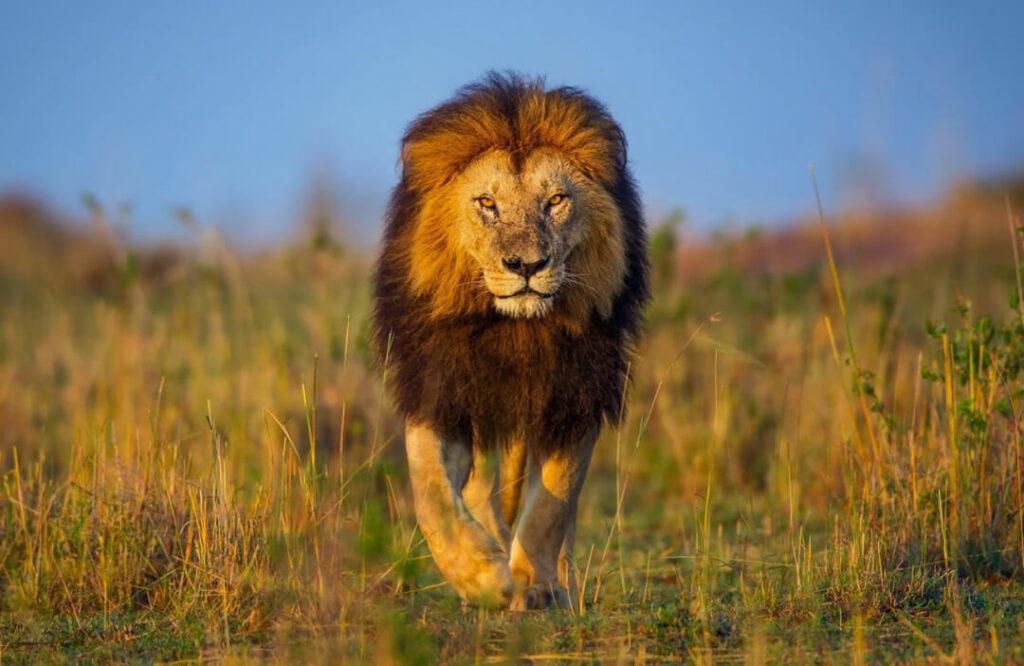 Hunting Lion In Africa: A Dream Hunting Experience