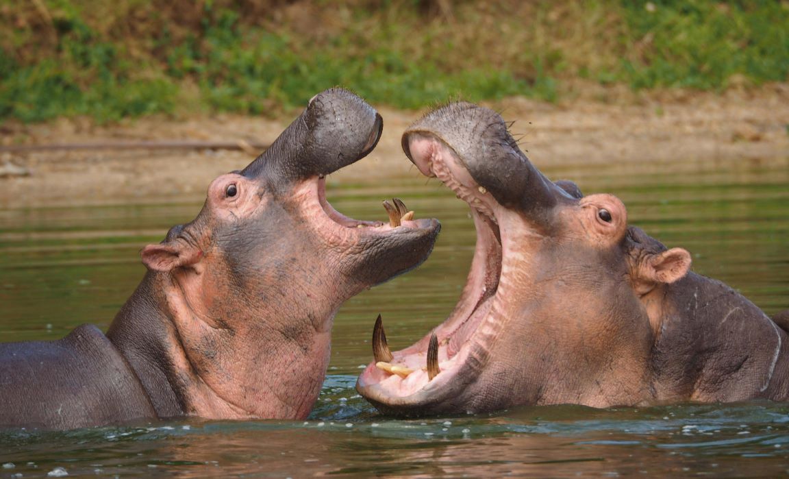 African Hippo Hunts: Big Game And Big Economic Contributions