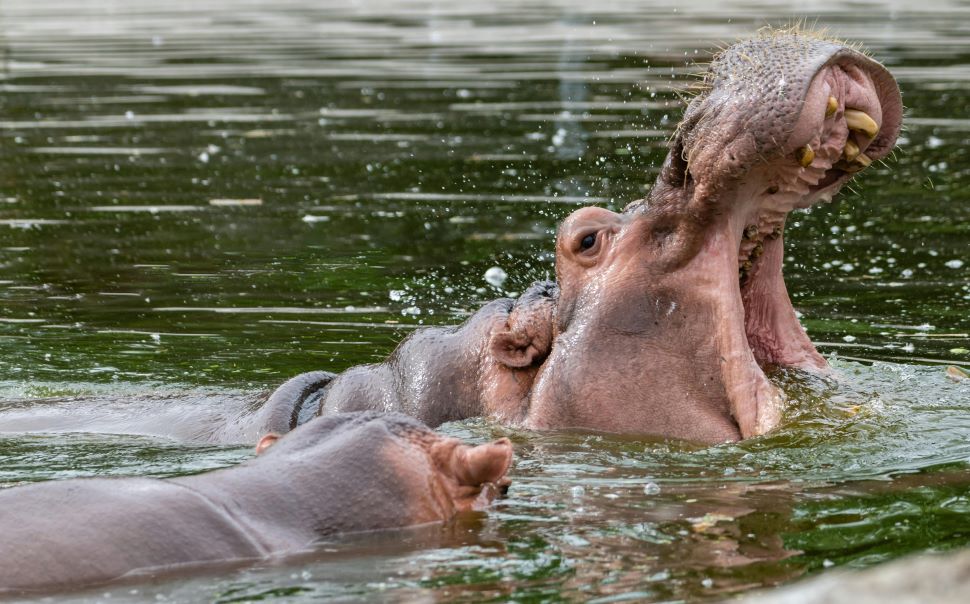 Hippo Hunts In The Zambezi: Pound for Pound A Dream Safari