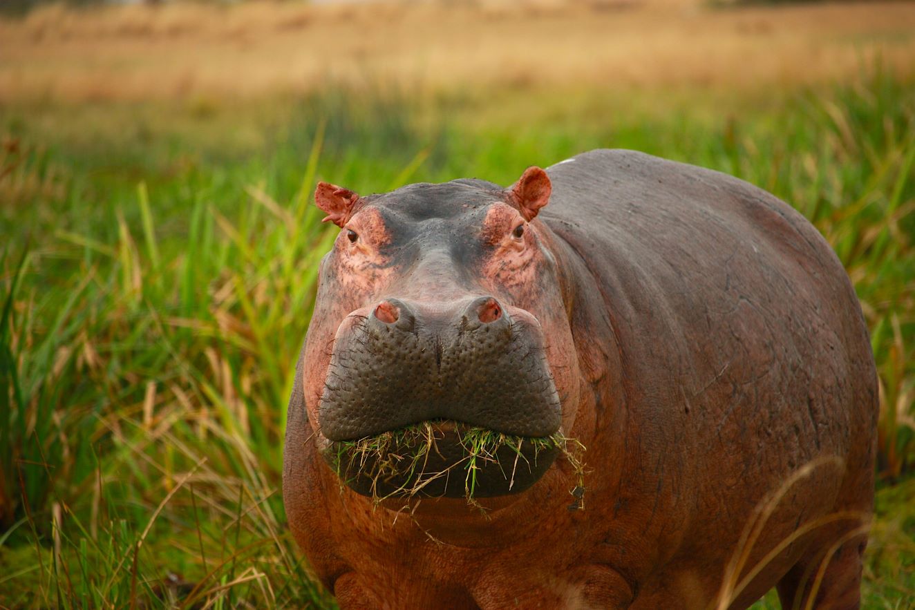 Is Hippo Hunting In Namibia Rewarding?