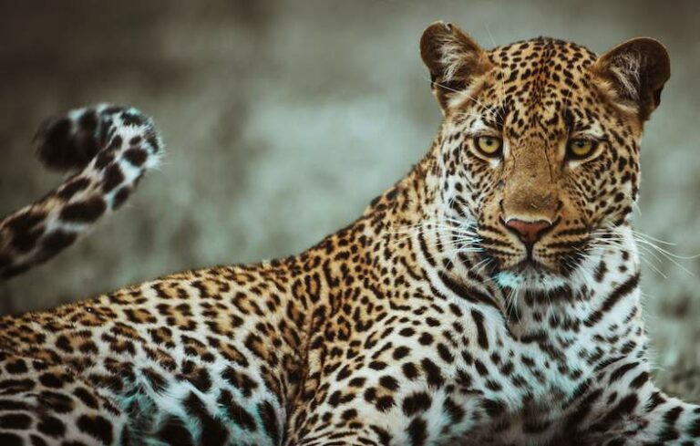 Navigating The Thrilling World of Leopard Hunting In Africa