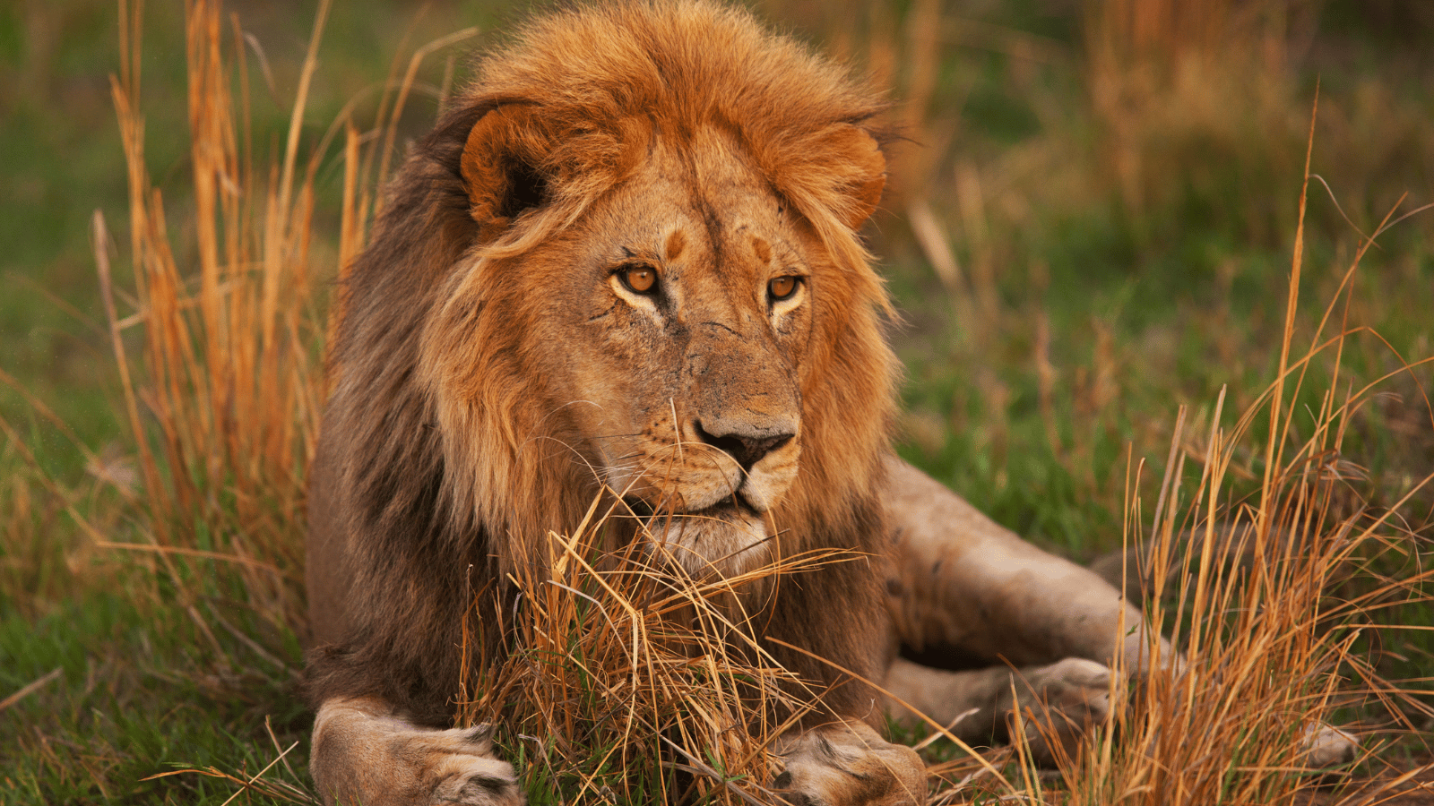 Lion Hunts in Africa: U.S. Hunter’s Complete Guide