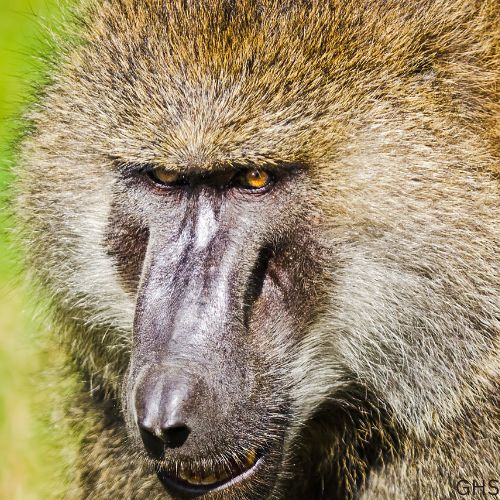 Guidelines and Rules to Follow for Baboon Hunts