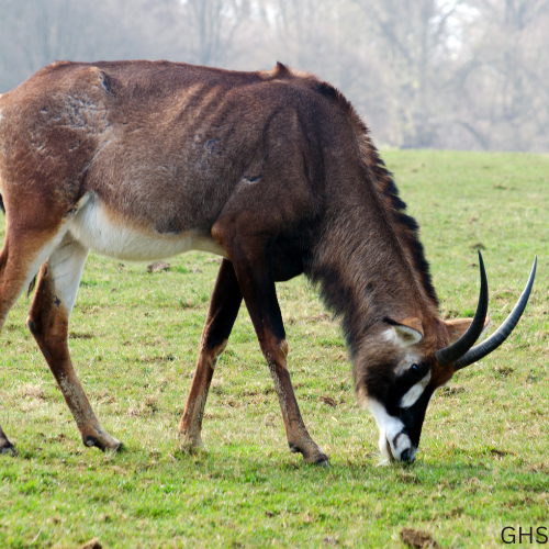 Guidelines and Rules to Follow for Roan Hunts