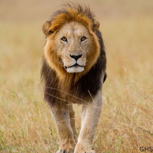 Guidelines and Rules to Follow for Lion Hunts