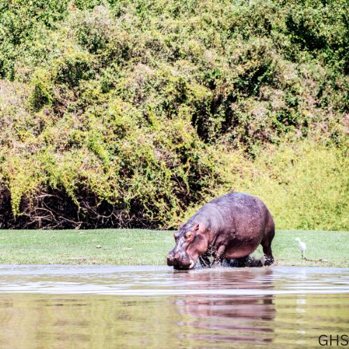 Guidelines and Rules to Follow for Hippo Hunts