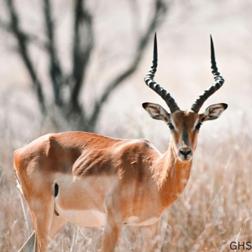 Guidelines and Rules to Follow for Impala Hunts