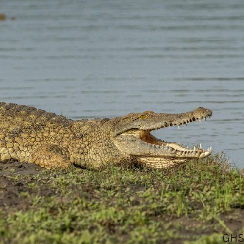 Guidelines and Rules to Follow for Crocodile Hunts