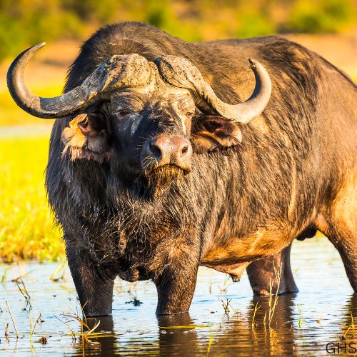Guidelines and Rules to Follow for Buffalo Hunts