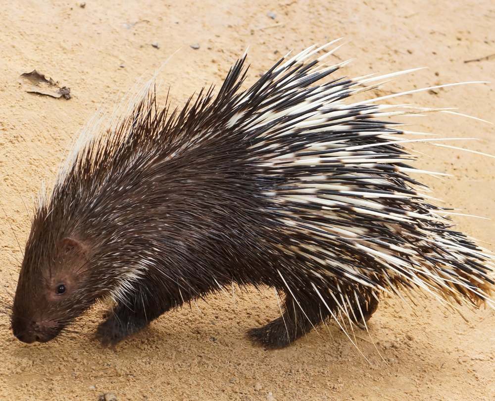 African Hunts: Exploring the World of Africa's Shy 7