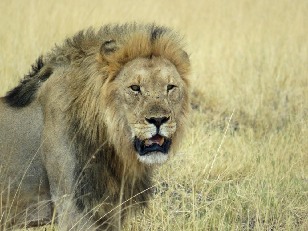 Hunt the Big 7 in Namibia: The Ultimate African Safari Experience