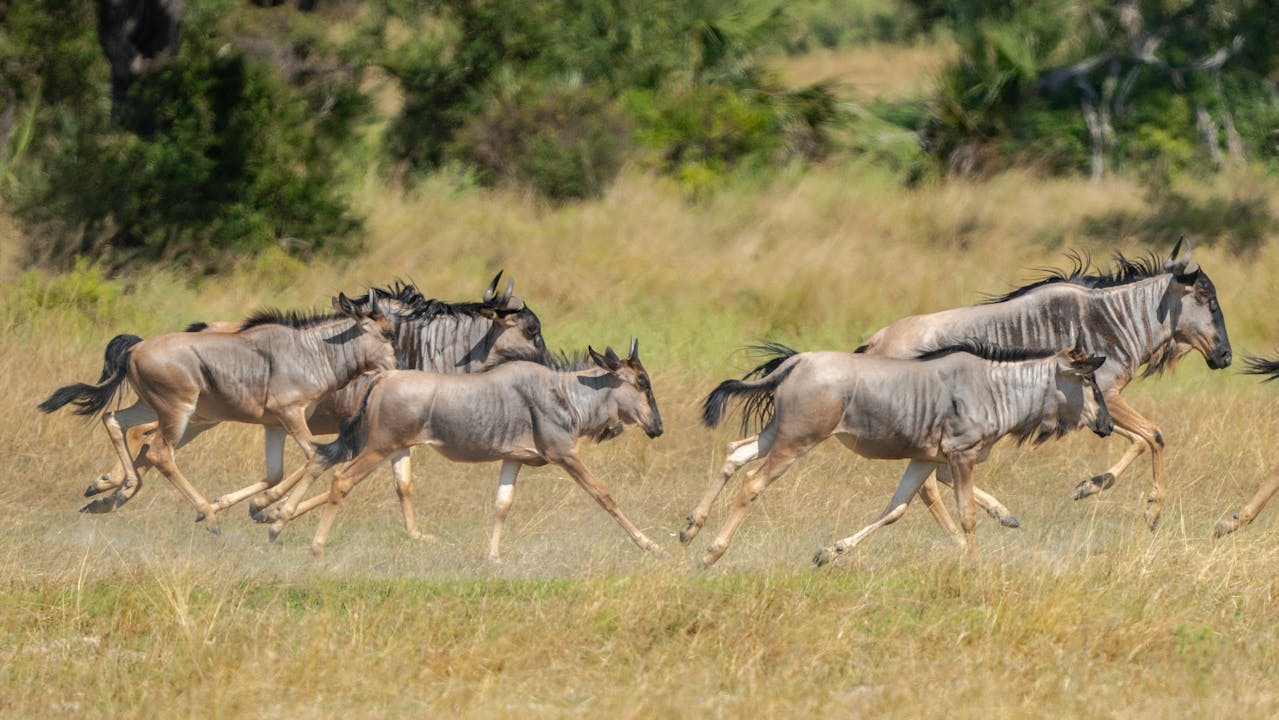 What Makes Tanzania One of Africa’s Most Traditional Hunting Safari Destinations