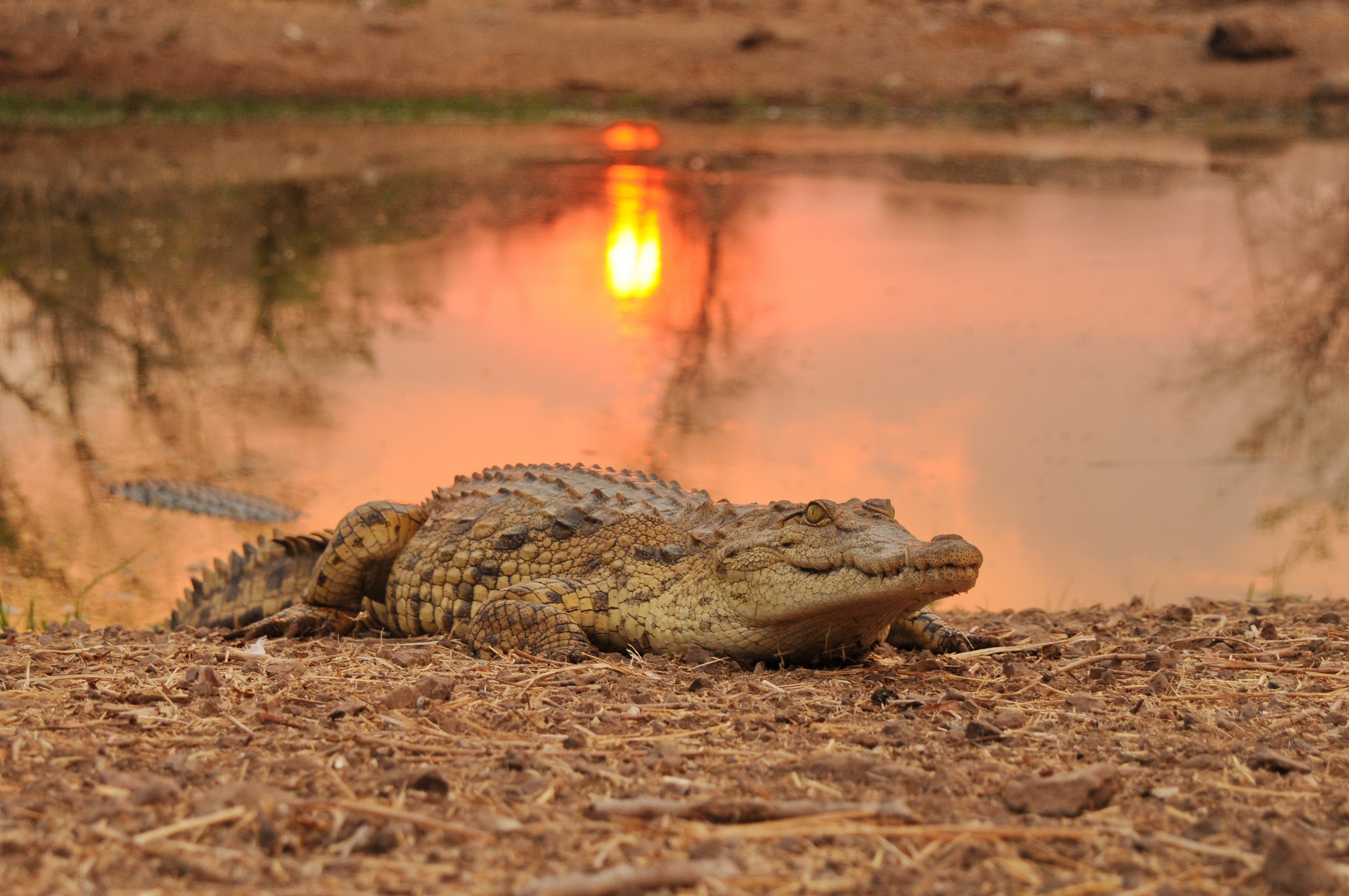 Crocodile Hunts in Africa: What Serious Hunters Need to Understand