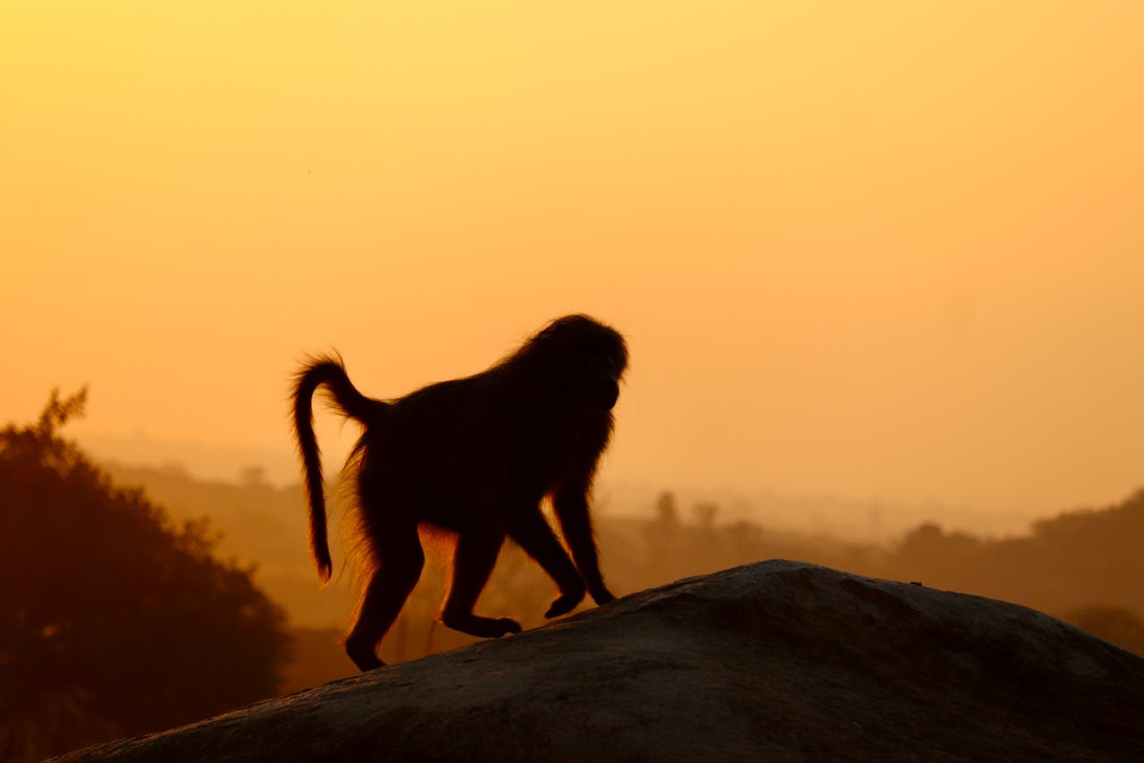 Baboon Hunting in Africa: A Complete Safari Guide