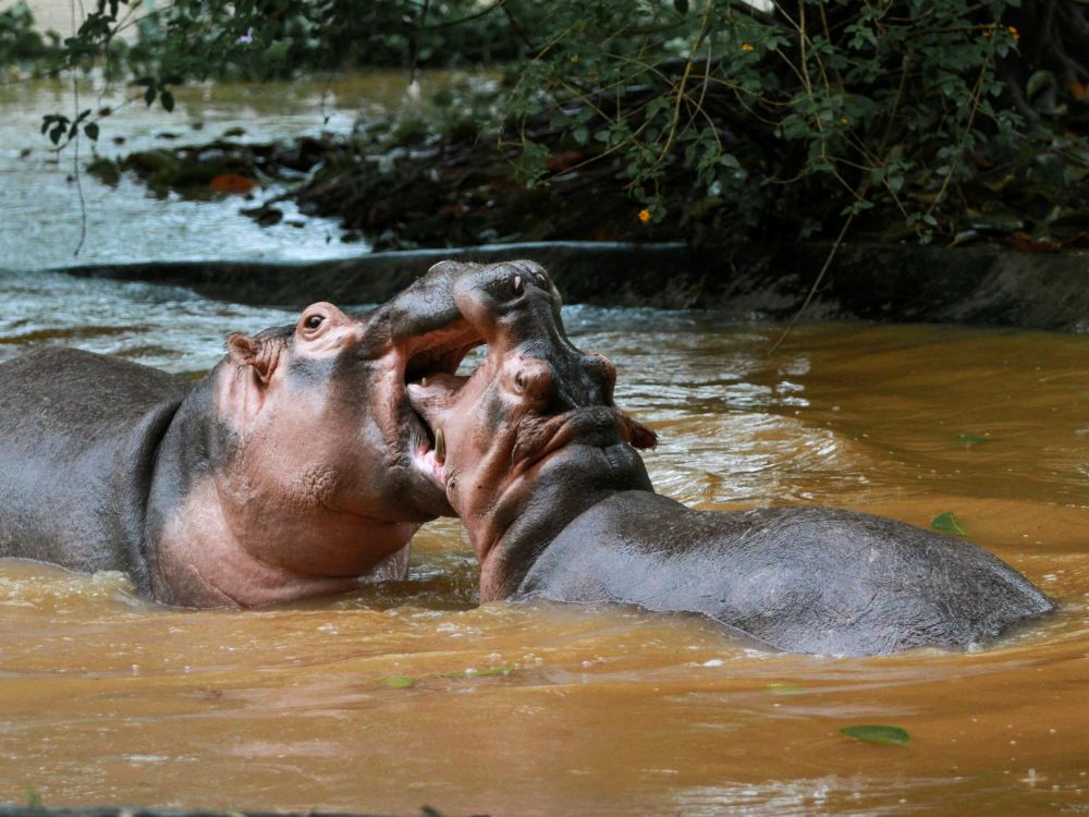 Hippo Hunting in Africa: Why Still Water Is Never Safe