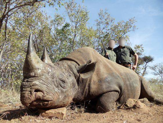 Why Rhino Hunts Are So Rare in Africa — Conservation, Law, and the Reality Behind These Extraordinary Safaris
