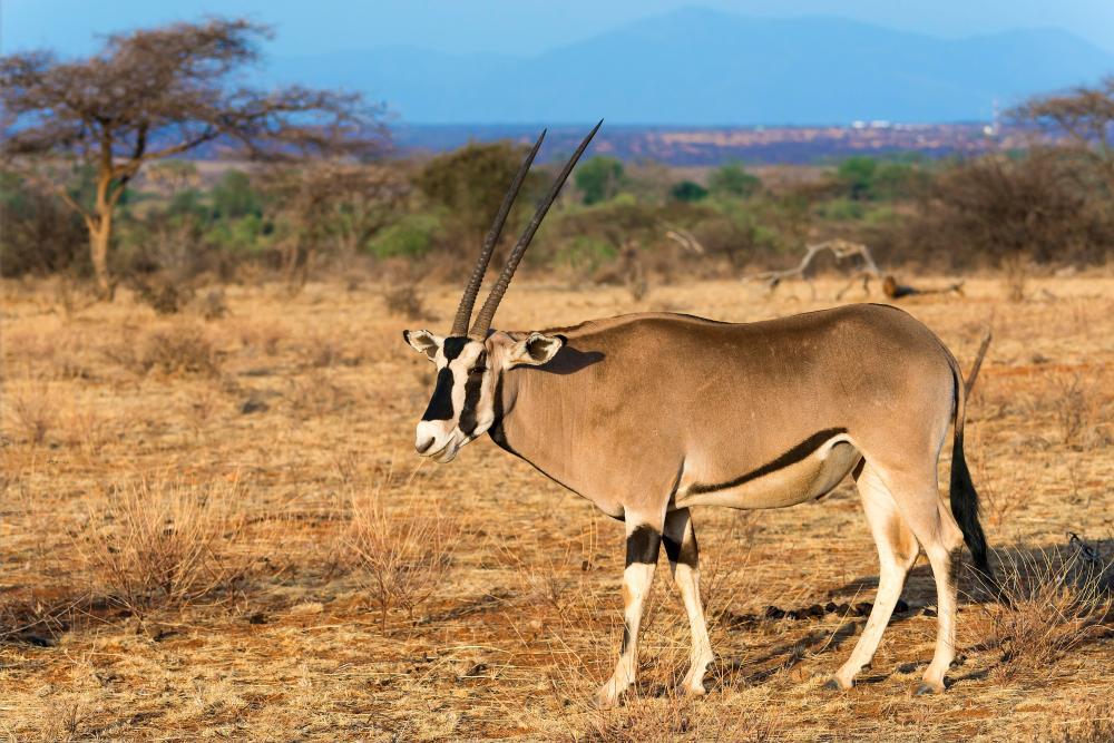 Hunting In Ethiopia: Why American Hunters Should Consider It